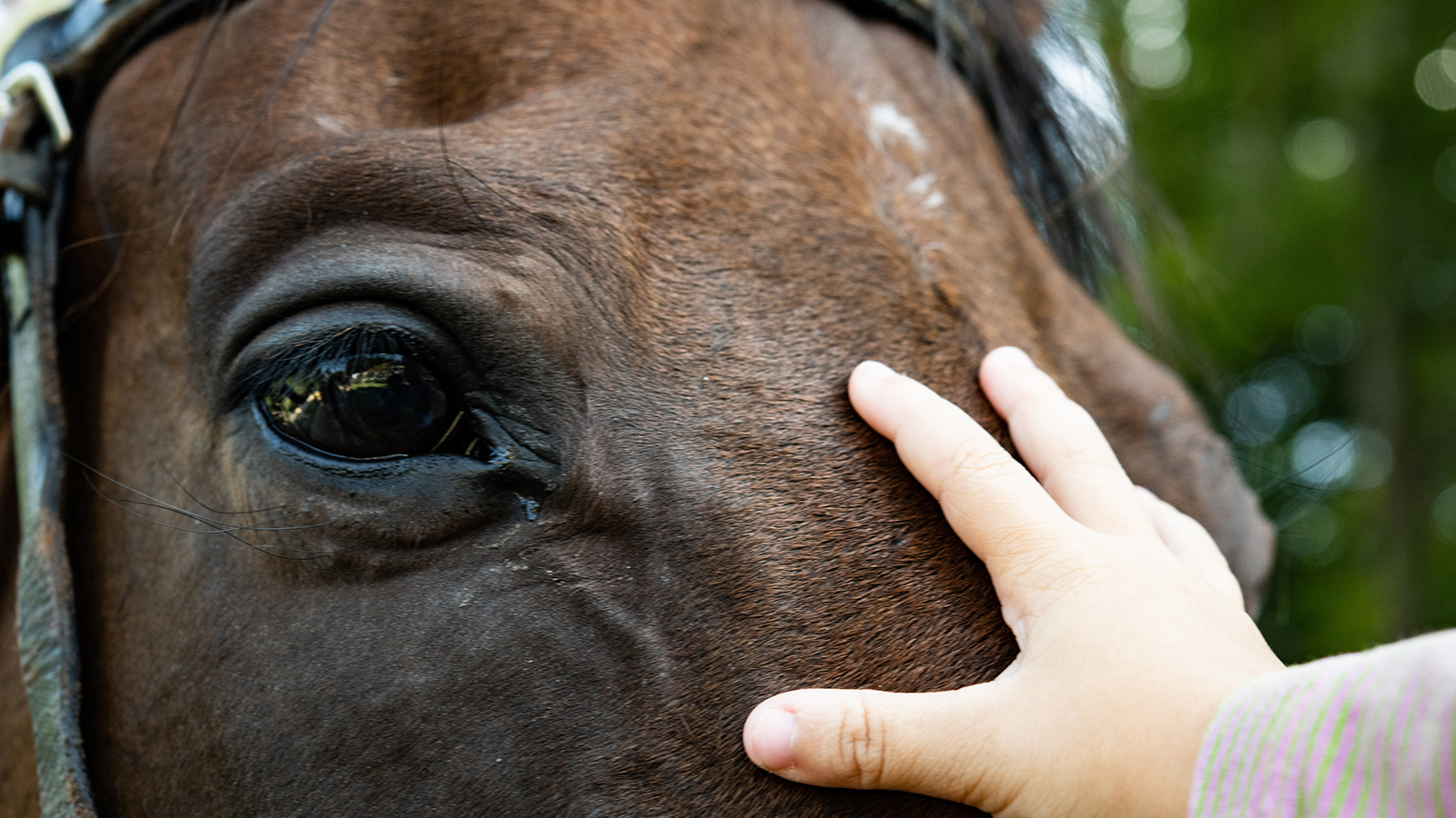A hand touches a horse's nose, between eyes. 
